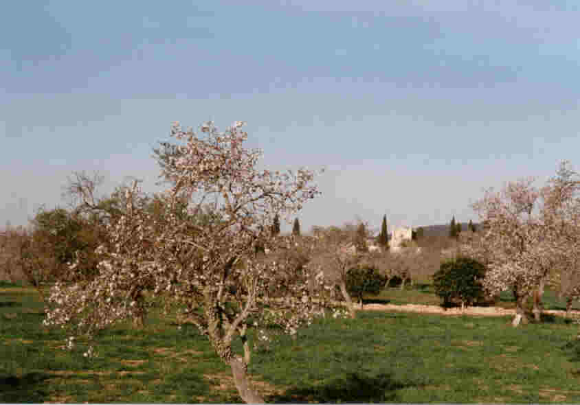 Llucmajor