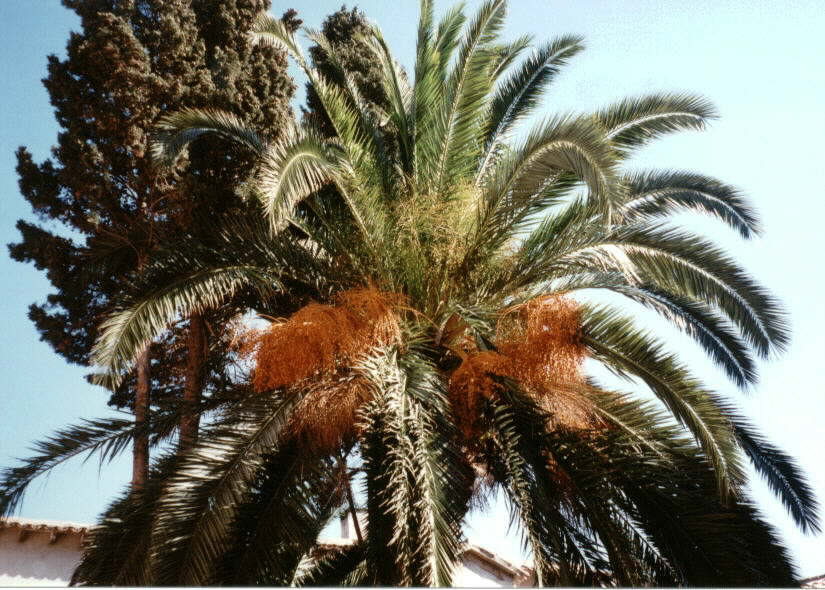 Valdemossa